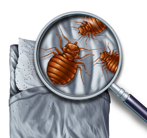 Top Tips to Prevent or Control Bed Bugs