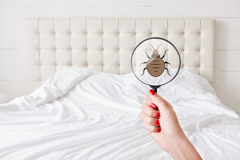 Bed Bugs: Do-It-Yourself Options