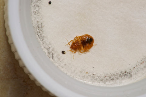 Tips to Prevent or Control Bed Bugs