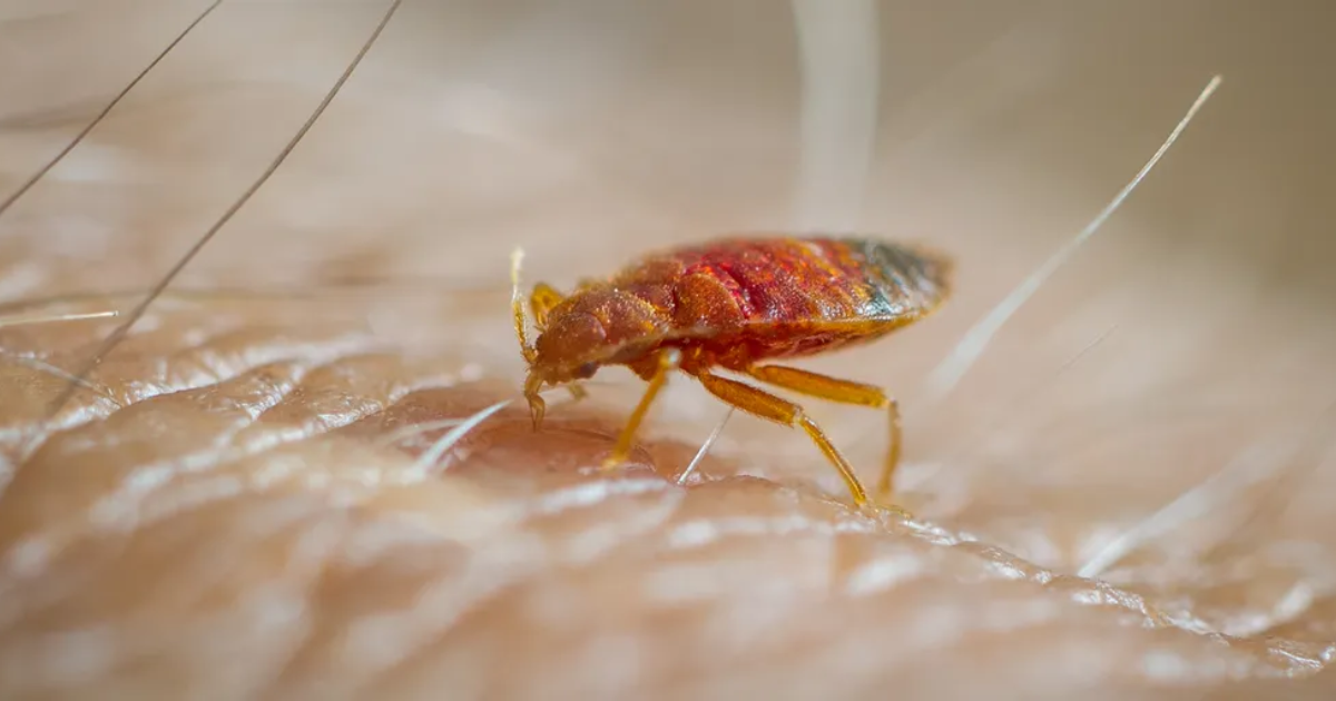Top 50 Bed Bug Infested Cities in the USA – Hygea Natural