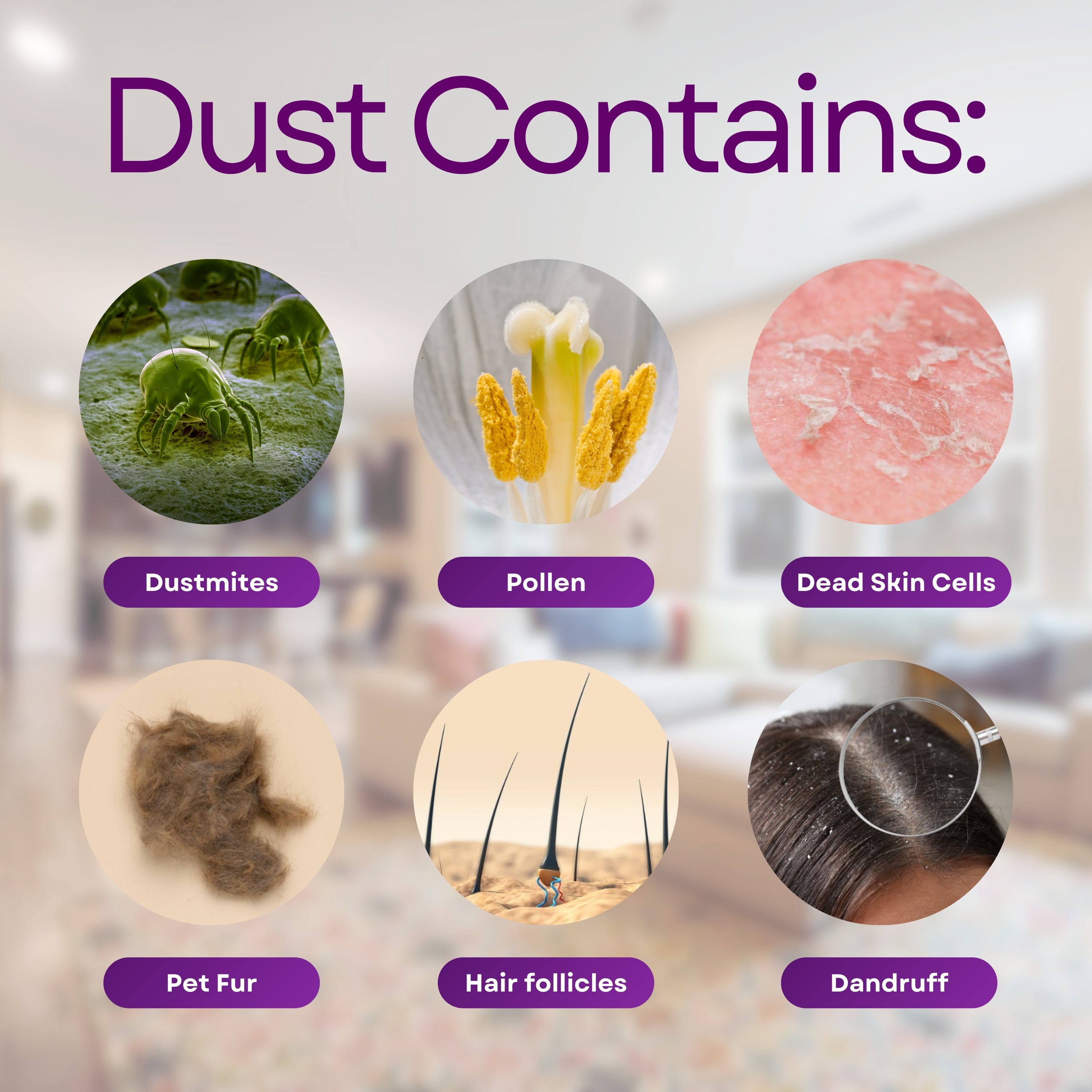 dog allergic to dust mites treatment